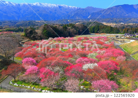 【三重県】いなべ梅林公園の満開の梅と鈴鹿山脈 【三重県】いなべ梅林公園の満開の梅と鈴鹿山脈 122565920