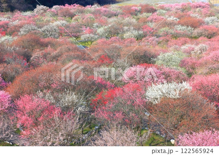 【三重県】いなべ梅林公園の満開の梅 【三重県】いなべ梅林公園の満開の梅 122565924