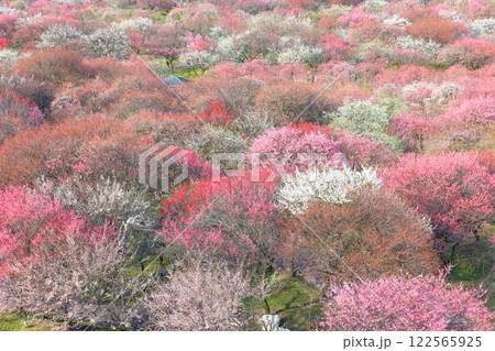 【三重県】いなべ梅林公園の満開の梅 【三重県】いなべ梅林公園の満開の梅 122565925
