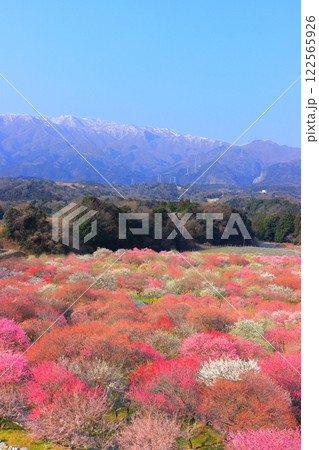【三重県】いなべ梅林公園の満開の梅と鈴鹿山脈 【三重県】いなべ梅林公園の満開の梅と鈴鹿山脈 122565926