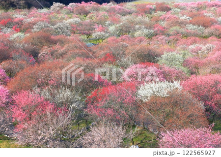 【三重県】いなべ梅林公園の満開の梅 122565927