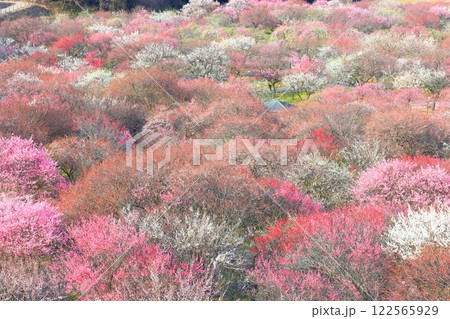 【三重県】いなべ梅林公園の満開の梅 122565929