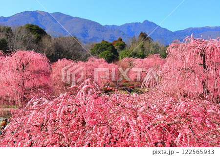 【三重県】梅が満開の鈴鹿の森庭園と鈴鹿山脈 【三重県】梅が満開の鈴鹿の森庭園と鈴鹿山脈 122565933