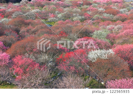 【三重県】いなべ梅林公園の満開の梅 122565935