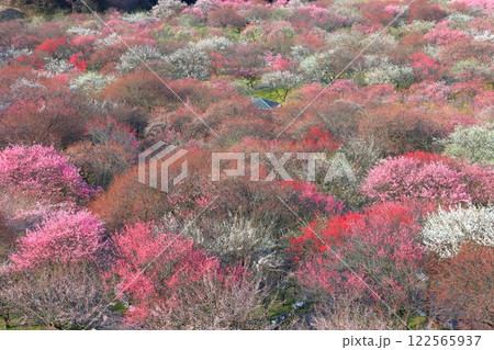 【三重県】いなべ梅林公園の満開の梅 122565937