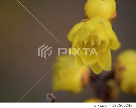 1月に咲いた可憐なソシンロウバイの黄色い花とつぼみ 122566242