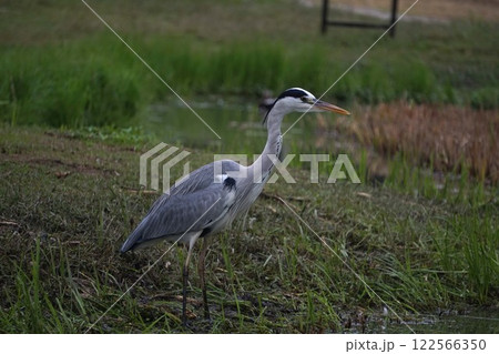 アオサギ 122566350