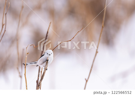 シマエナガ シマエナガ 122566552