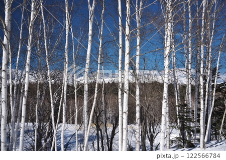 冬の北海道国道273号線　白樺の原生林から雪山を望む 122566784