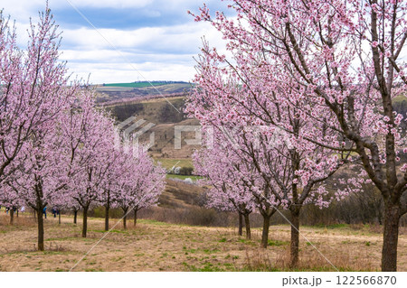 The oldest almond orchard in bloom, Hustopece village, Czech The oldest almond orchard in bloom, Hustopece village, Czech 122566870