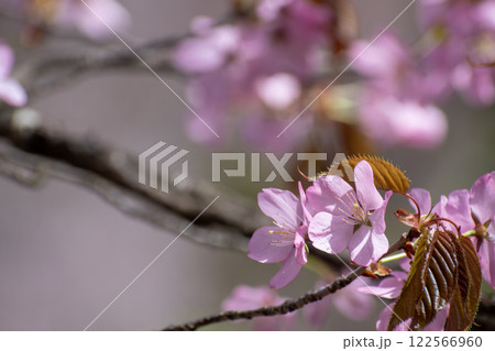 満開のサクラの花のクローズアップ 満開のサクラの花のクローズアップ 122566960