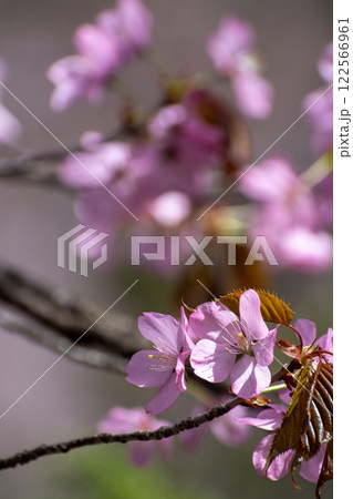 満開のサクラの花のクローズアップ 122566961