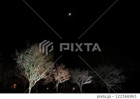 月夜の桜のライトアップ 122566963