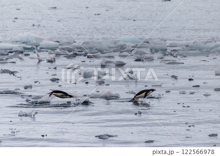 Adelie Penguins in Antarctica 122566978