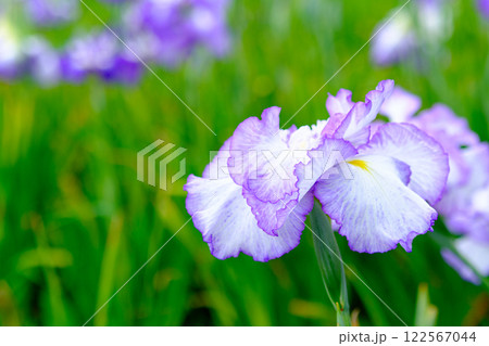 菖蒲 122567044