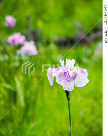 菖蒲 122567047