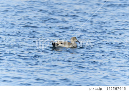 オカヨシガモ 122567446