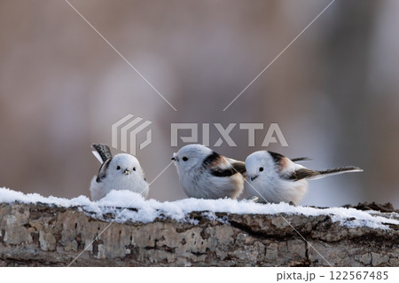 シマエナガ 122567485