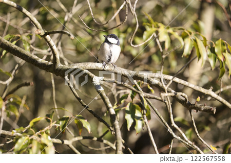 行水を楽しむ野鳥　シジュウカラ 122567558