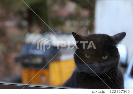 外から中を見つめる猫 外から中を見つめる猫 122567569