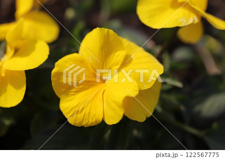 冬の庭に咲く黄色いパンジーの花 冬の庭に咲く黄色いパンジーの花 122567775