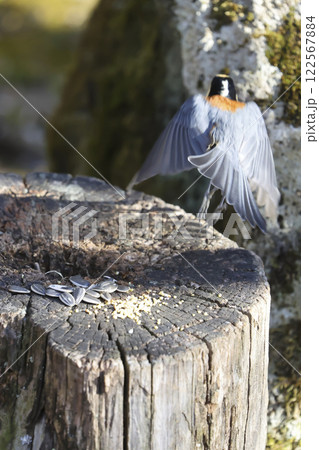 森林の野鳥 ヤマガラ 森林の野鳥 ヤマガラ 122567884