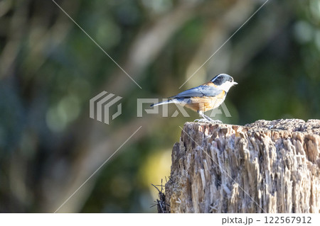 森林の野鳥 ヤマガラ 森林の野鳥 ヤマガラ 122567912