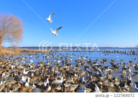 茨城県潮来市 北浦湖畔・白鳥の里 茨城県潮来市 北浦湖畔・白鳥の里 122568072