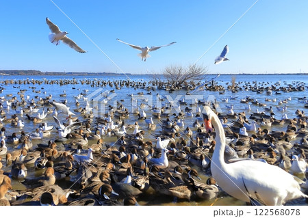 茨城県潮来市　北浦湖畔・白鳥の里 122568078