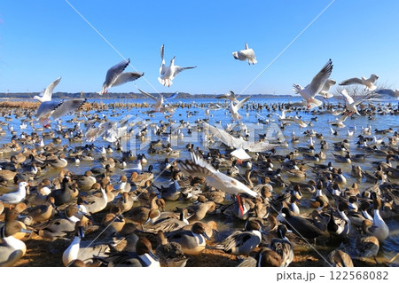 茨城県潮来市　北浦湖畔・白鳥の里 122568082