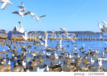 茨城県潮来市 北浦湖畔・白鳥の里 茨城県潮来市 北浦湖畔・白鳥の里 122568088