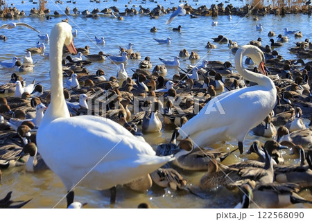 茨城県潮来市　北浦湖畔・白鳥の里 122568090