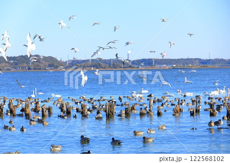 茨城県潮来市 北浦湖畔・白鳥の里 茨城県潮来市 北浦湖畔・白鳥の里 122568102