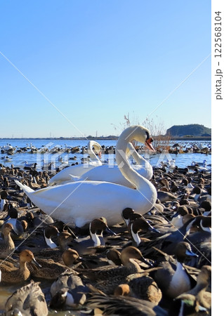 茨城県潮来市　北浦湖畔・白鳥の里 122568104