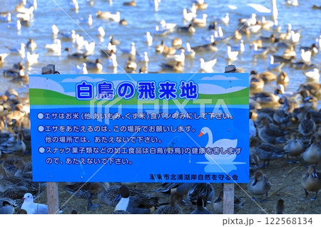 茨城県潮来市　北浦湖畔・白鳥の里 122568134