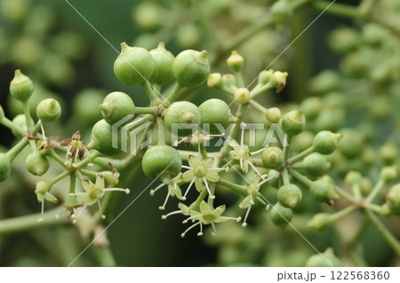 自然　植物　フカノキ、ウコギ科の常緑樹。冬に咲く花と若い果実です 122568360