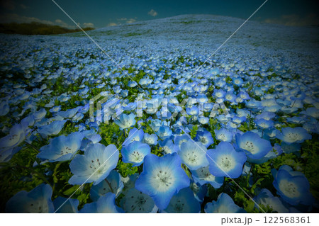 ネモフィラの丘 122568361
