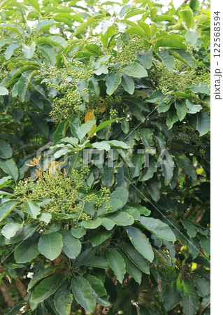 自然　植物　フカノキ、ウコギ科の常緑樹。南方系で南九州から沖縄、台湾やインドネシア等に分布する様です 122568594