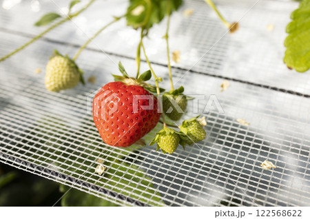 ハウス栽培の苺　恋みのり 122568622