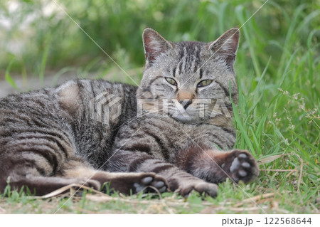 猫 122568644