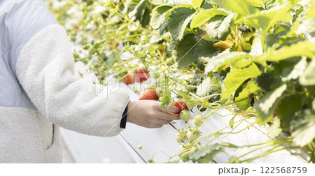 イチゴ狩りを楽しむ女の子 122568759