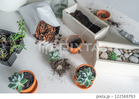 Aesthetic Creative Indoor Gardening Setup Featuring Beautiful Succulents and Quality Soil 122568763