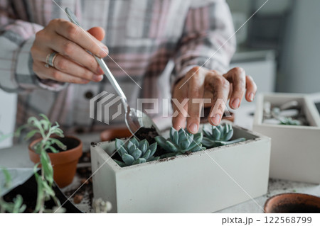 Indoor Plant Care Expert Tips for Repotting Succulents in Your Cozy Living Space 122568799