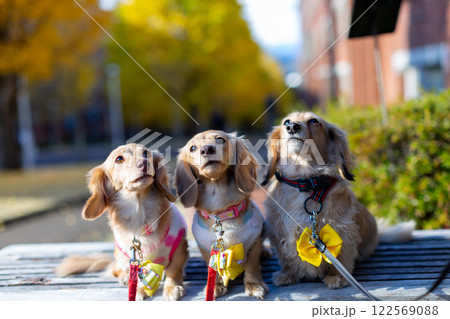 公園で散歩をするカニンヘンダックスフンド 公園で散歩をするカニンヘンダックスフンド 122569088