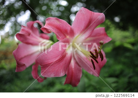 百合 百合 122569114