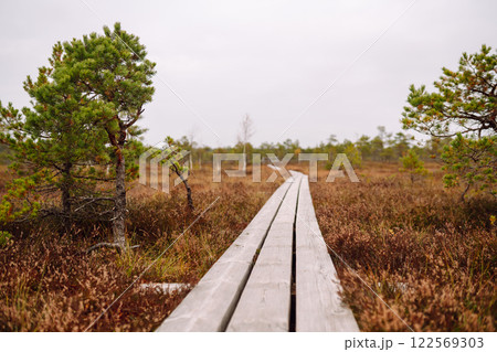 Wooden trail for walking routes through the swamp. Tourism concept, hiking trail, nature. 122569303