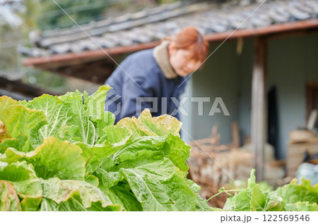 畑作業をする女性 田舎暮らし 家庭菜園 畑作業をする女性 田舎暮らし 家庭菜園 122569546