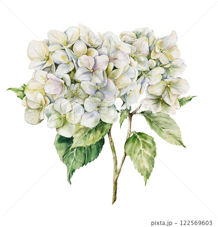 Watercolor meadow flowers bouquet of white hydrangea and leaves. Hand-drawn wildflowers composition isolated on white background. Holiday floral Illustration for design, print, fabric, background. Watercolor meadow flowers bouquet of white hydrangea and leaves. Hand-drawn wildflowers composition isolated on white background. Holiday floral Illustration for design, print, fabric, background. 122569603