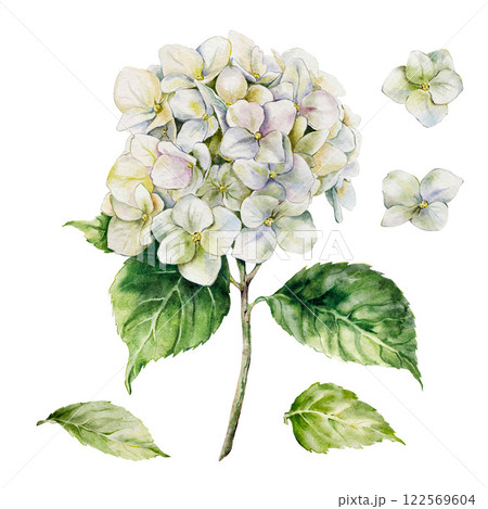 Watercolor meadow flowers set of white big hydrangea and leaves. Hand-drawn wildflowers elements isolated on white background. Holiday floral Illustration for design, print, fabric, background. 122569604
