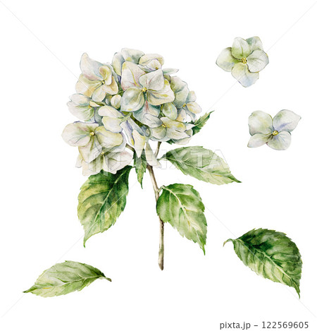 Watercolor meadow flowers set of white hydrangea and leaves. Hand-drawn wildflowers elements isolated on white background. Holiday floral Illustration for design, print, fabric, background. 122569605